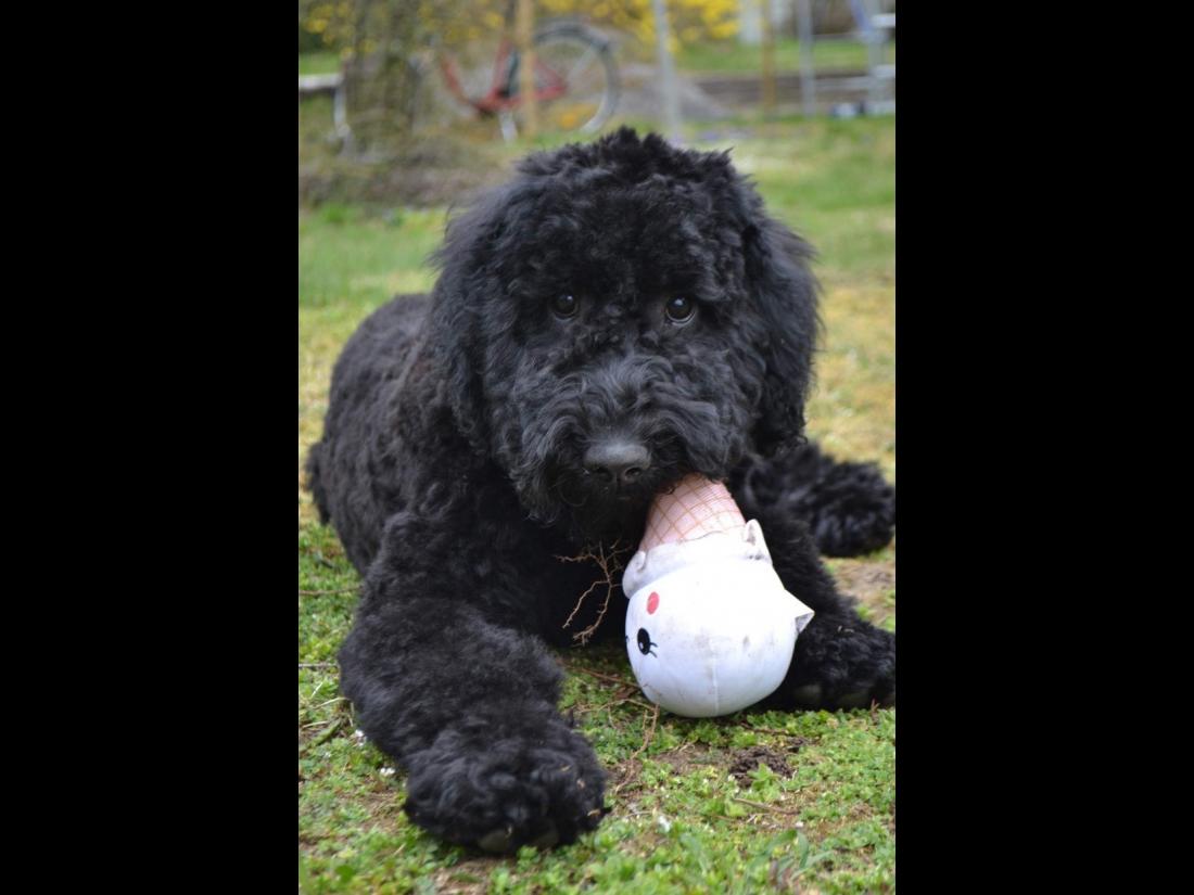 hund