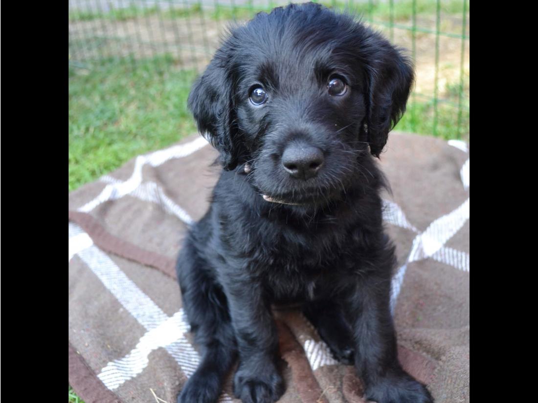 hund