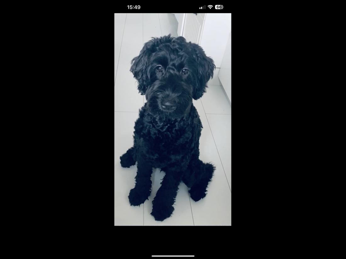 hund