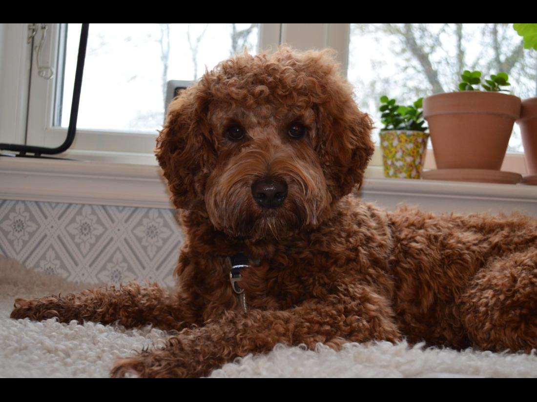 hund