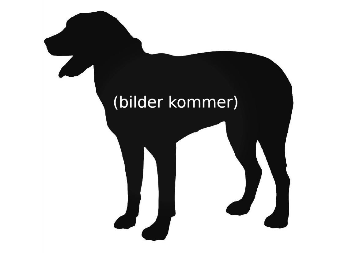 hund