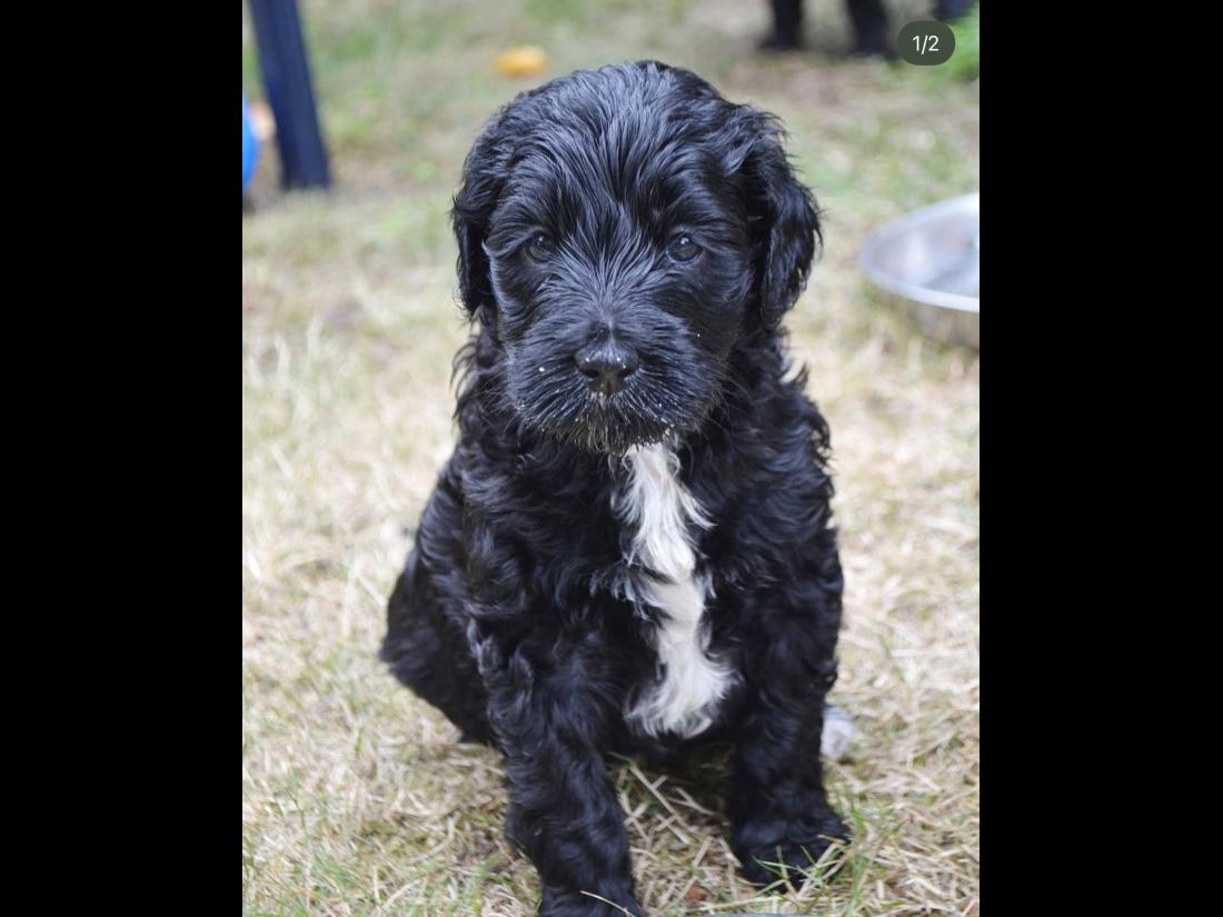 dog