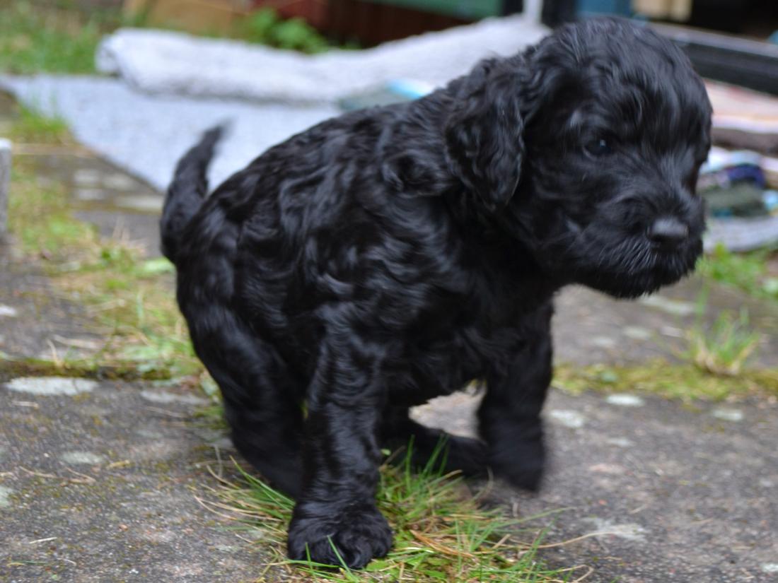 hund