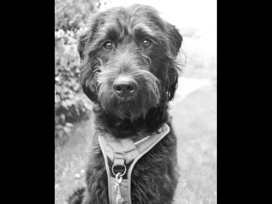 hund