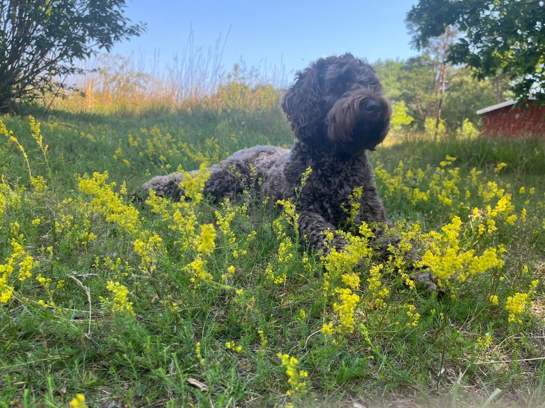 hund