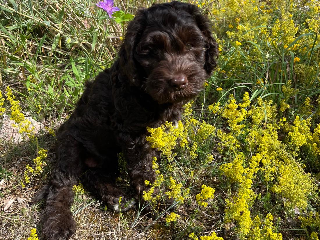 hund