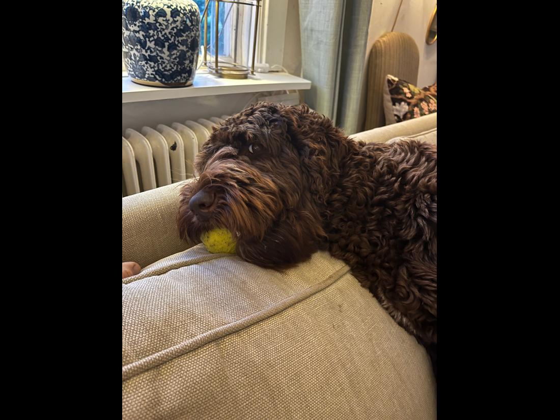 hund