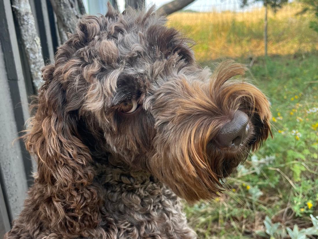 hund