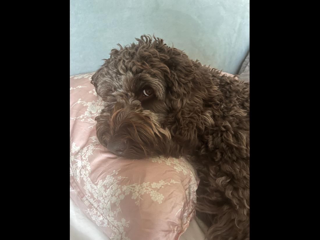 hund